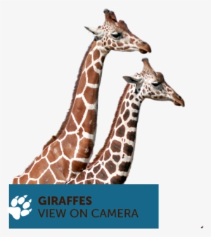 Giraffe #3720287