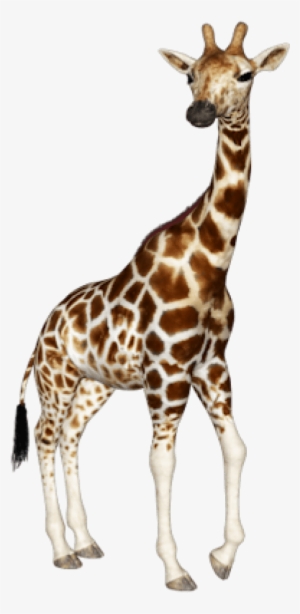 Free Png Giraffe Png Images Transparent - Png Transparent Giraffe Png #3720289 Free Png Giraffe Png Images Transparent - Png Transparent Giraffe Png #3720289