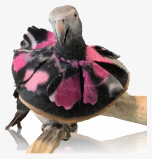 Leather Bird Collar - Birdcage #3721173