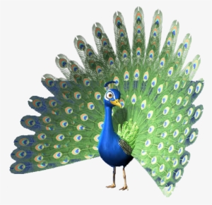 00am, -, - Peafowl #3721990