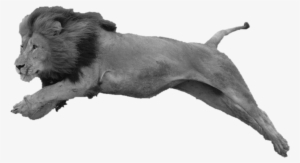 File History - Masai Lion #3723522