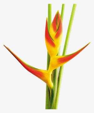 Lobster-claws #3725773