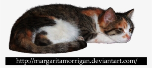 Tricolor Cat By Margarita-morrigan - Cat Png Deviantart #3725878
