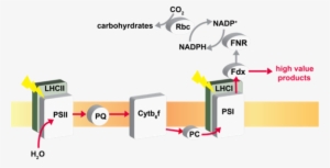 Specifically, We Aim To Re-direct Photosynthetic Electron - Diagram #3726828