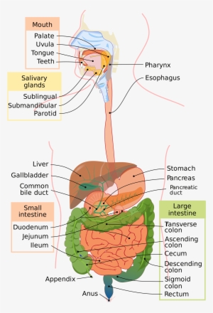 Open - Human Digestive System In Tamil #3728369