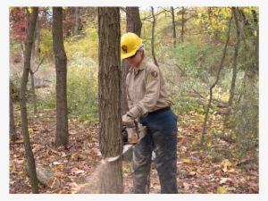 Which Can Cause Many Animals To Die, And Then It Will - Cutting Down Tree Forest #3731914