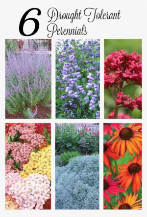 If You Have A Sunny, Dry Spot In Your Garden, These #3732572