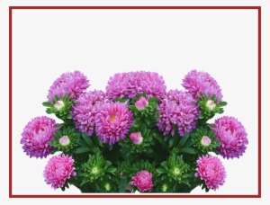 Astonishing Garden Autumn Purple For Aster Flower Png #3732594