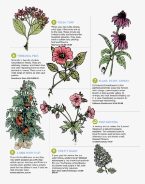 The Best Plants For Direct Sunlight, Yards That Gather #3732616