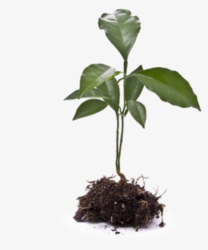 Agronomic Data - Stock Photography #3733069