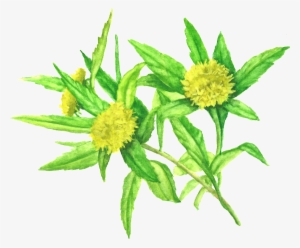 Rhodiola Rosea #3733123