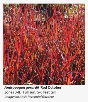 Andropogon Red October #3733285