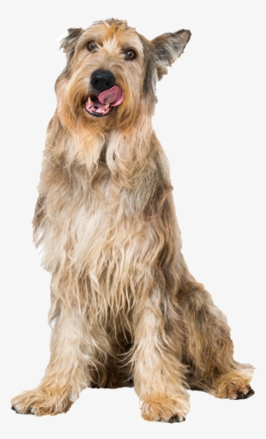 Berger Picard Pricing - Dog #3733329