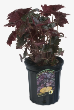 Coral Bells #3733371