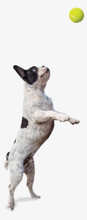 Artevite Dog Jumping - Picsart Png New Dog #3733403