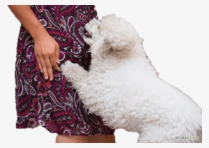 Stop Jumping From Dog #3733472