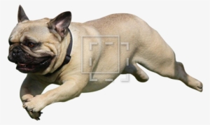 Cutout People - Pug Jumping #3733500