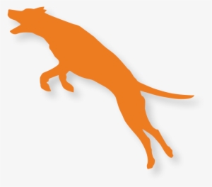 Patented Collagen Extract That Helps Support The Normal - Dog Catches Something #3733721