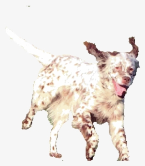 English Setter #3733786