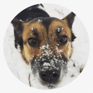 Companion Dog #3733813