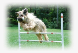Happy Tails Is Also The Training Studio Of Diane Balkavich, - Dog Jumps #3733836