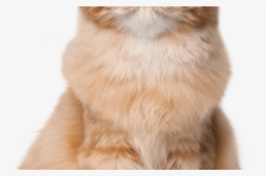 Sitting Cat Png Clip Art Best Web Clipart - Clip Art #3733958