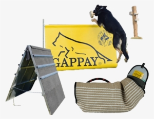 Club Members Will Be Training Ahead Of Guests In All - Dog Agility #3734242