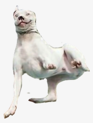 Report Abuse - Dog #3734274