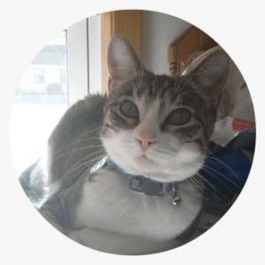 Mom Says I'm A Little Shy, But I Love To Cuddle Up - Domestic Short-haired Cat #3734346