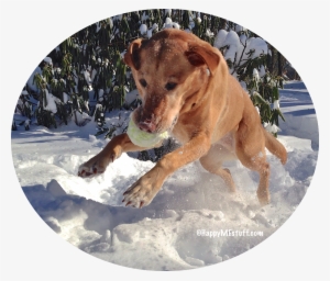 Dive Into Maine Winter Fun - Happyme #3734347