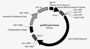 Plive Map - Lacz Vector #3735744 Plive Map - Lacz Vector #3735744