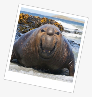 Picture - Elephant Seals #3739121
