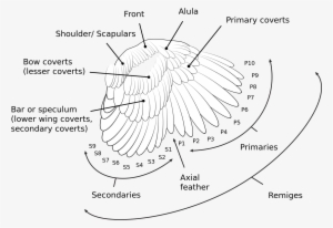 Wing Wiki - Bird #3741116