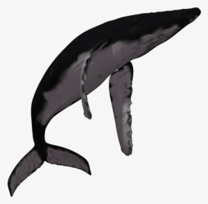 Download Whale Fish Png Transparent Images Transparent - Humpback Whale #3741140
