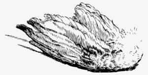 Bird Flight Drawing Feather - Bird Wing Transparent #3741173