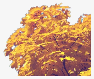 Fall Is Here Transparent Background - Solid Backgrounds #3742592