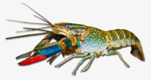 Redclaw - Cherax Quadricarinatus Red Claw #3743128