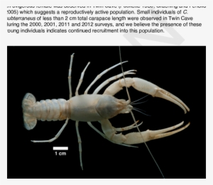 The Largest Recorded Adult Female Delaware County Cave - Cambarus Subterraneus #3743477