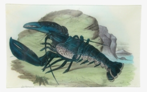 Blue Lobster Blue Lobster #3744012 Blue Lobster Blue Lobster #3744012