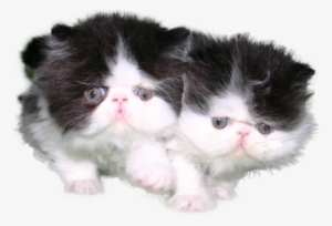 Black And White Kitten Png #3745133