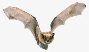 Michigan Bat Control - Bats Information #3745500