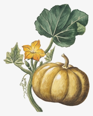 Free Download Calabaza Ilustracion Botánica Clipart #3749699