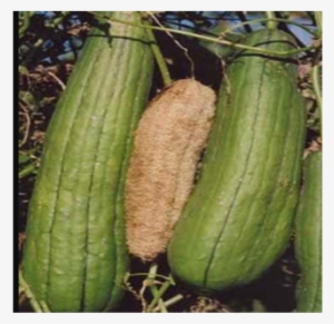 Dried Sponge Gourd - Luffa Cylindrica #3749747