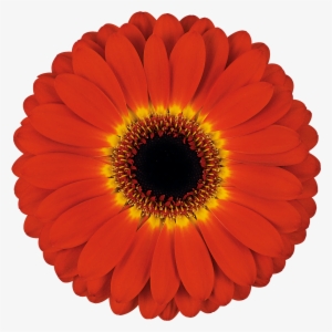 High Resolution Image, Download File - Transvaal Daisy #3750106