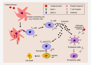 This Free Icons Png Design Of Immune System #3750674