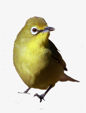 White-eye - Cape White-eye #3750697