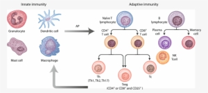 Major Cell Subsets Of The Innate And Adaptive Immune - Immune System ...