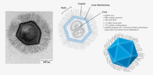 1280px-mimivirus Composite - Mimivirus #3751068