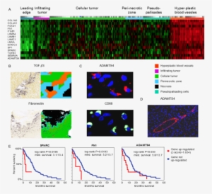Cancer Immunotherapy Research Is Rapidly Advancing, - Innate Immune System #3751897