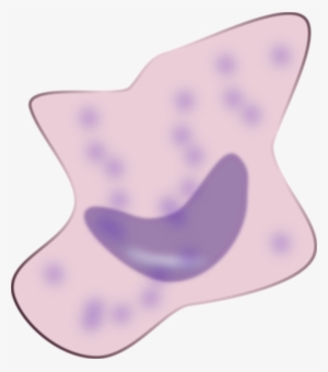 Macrophage Immune System Neutrophil Immunity Lymphocyte - Macrophage Clip Art #3752044